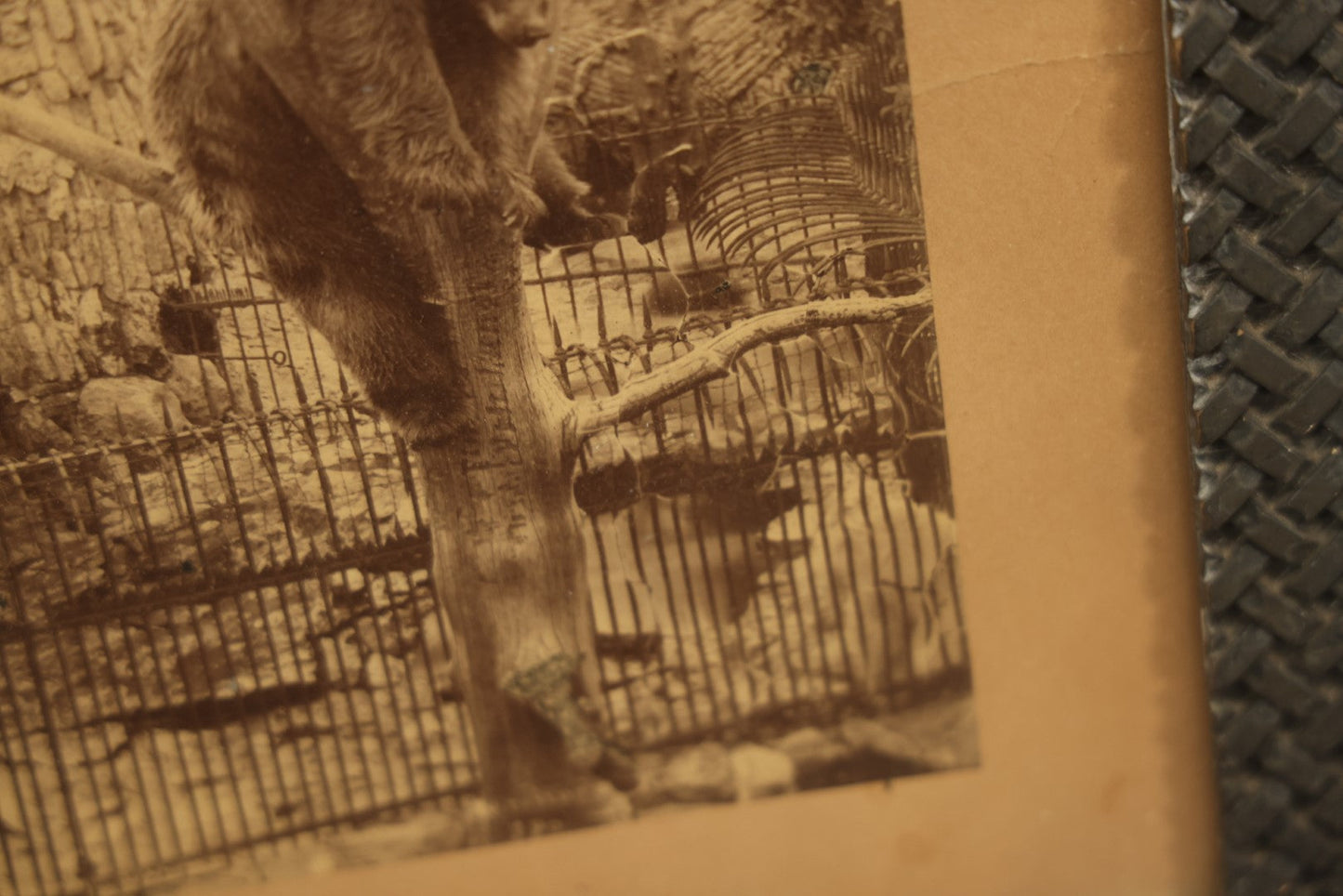 Lot 028 - Antique Boarded Photo, Lincoln Park Zoo Bear Enclosure With Bear And Visitors In Background, Chicago, Illinois, In Frame, Photo By J.W. Taylor