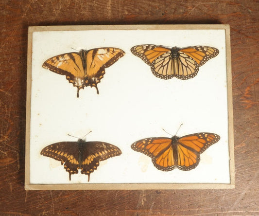 Lot 044 - Antique Slabbed Quadruple Butterfly Preparation, Unarked, But Likely By Denton Bros, Wellesley, Massachusetts, Copyright 1894 - 8" x 10"