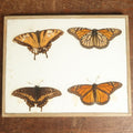 Lot 044 - Antique Slabbed Quadruple Butterfly Preparation, Unarked, But Likely By Denton Bros, Wellesley, Massachusetts, Copyright 1894 - 8" x 10"