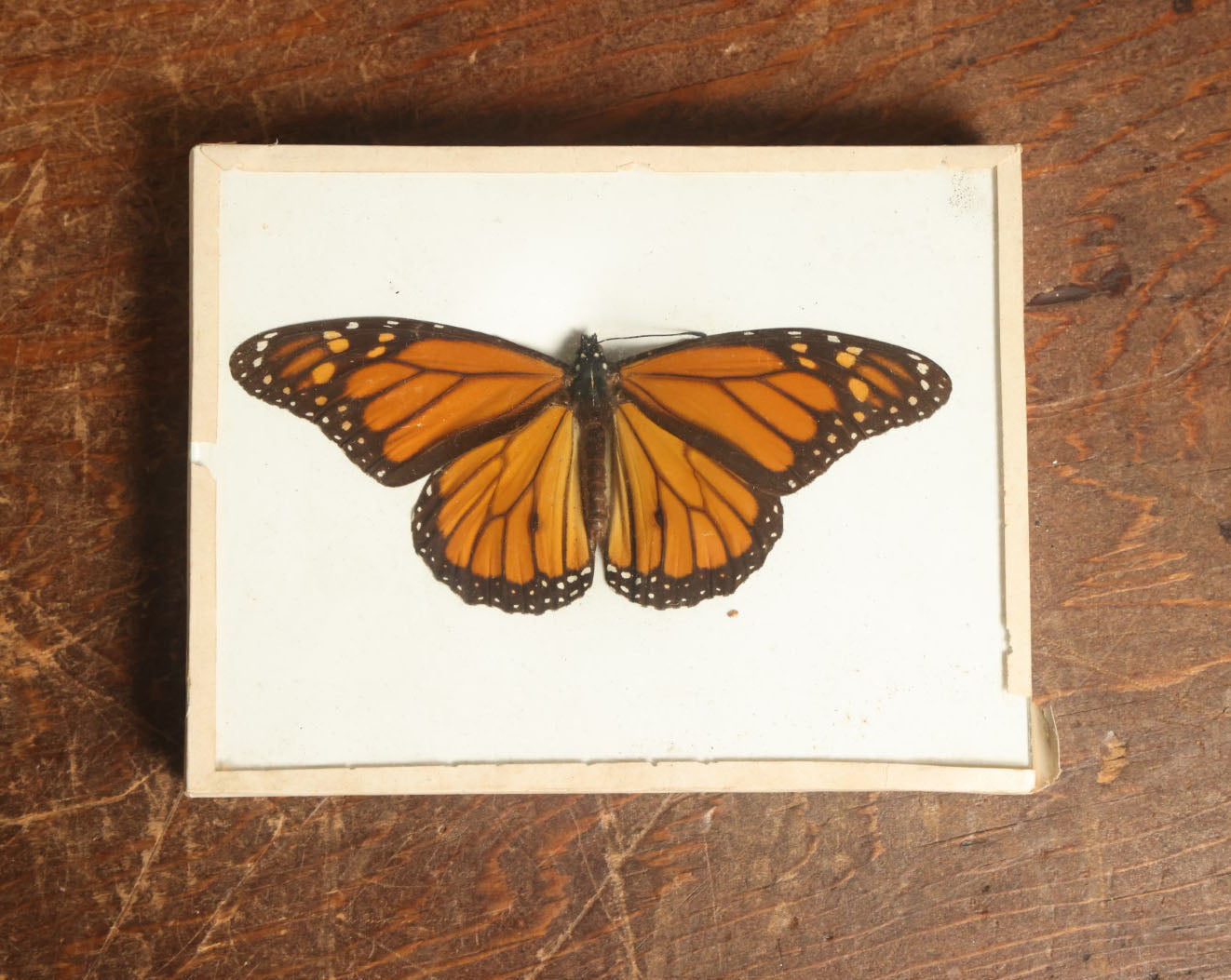 Lot 045 - Antique Danaus Plexippus "Monarch" Butterfly Slabbed Preparation, Denton Bros Patented Butterfly Tablet, Wellesley, Massachusetts, Copyright 1894 - 5-1/2" x 4-1/4"