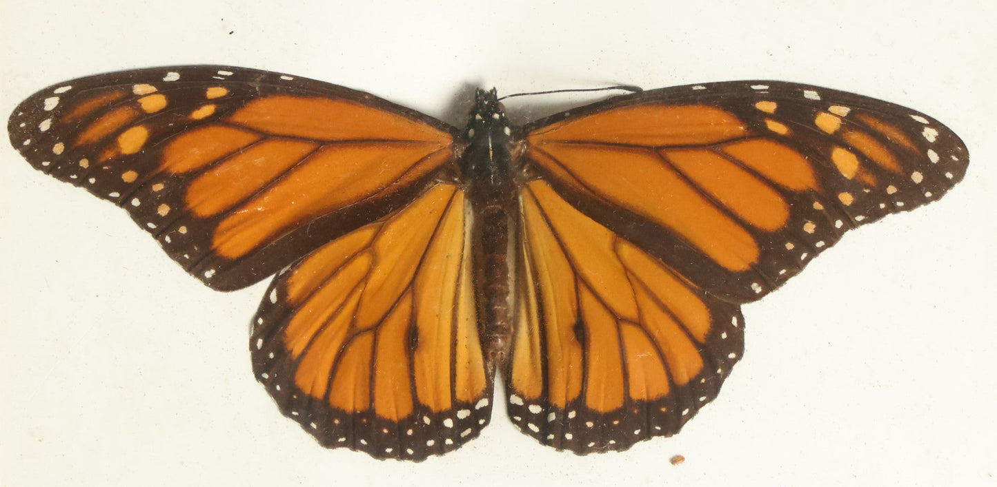 Lot 045 - Antique Danaus Plexippus "Monarch" Butterfly Slabbed Preparation, Denton Bros Patented Butterfly Tablet, Wellesley, Massachusetts, Copyright 1894 - 5-1/2" x 4-1/4"