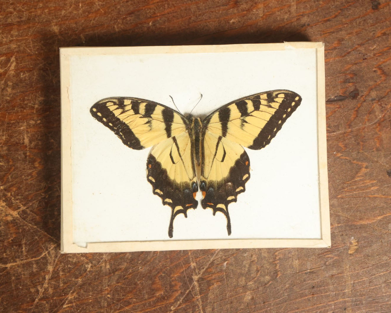 Lot 046 - Antique Papilio Glaucus "Eastern Tiger Swallowtail" Butterfly Slabbed Preparation, Denton Bros Patented Butterfly Tablet, Wellesley, Massachusetts, Copyright 1894 - 5-1/2" x 4-1/4"