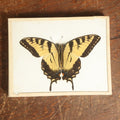 Lot 046 - Antique Papilio Glaucus "Eastern Tiger Swallowtail" Butterfly Slabbed Preparation, Denton Bros Patented Butterfly Tablet, Wellesley, Massachusetts, Copyright 1894 - 5-1/2" x 4-1/4"