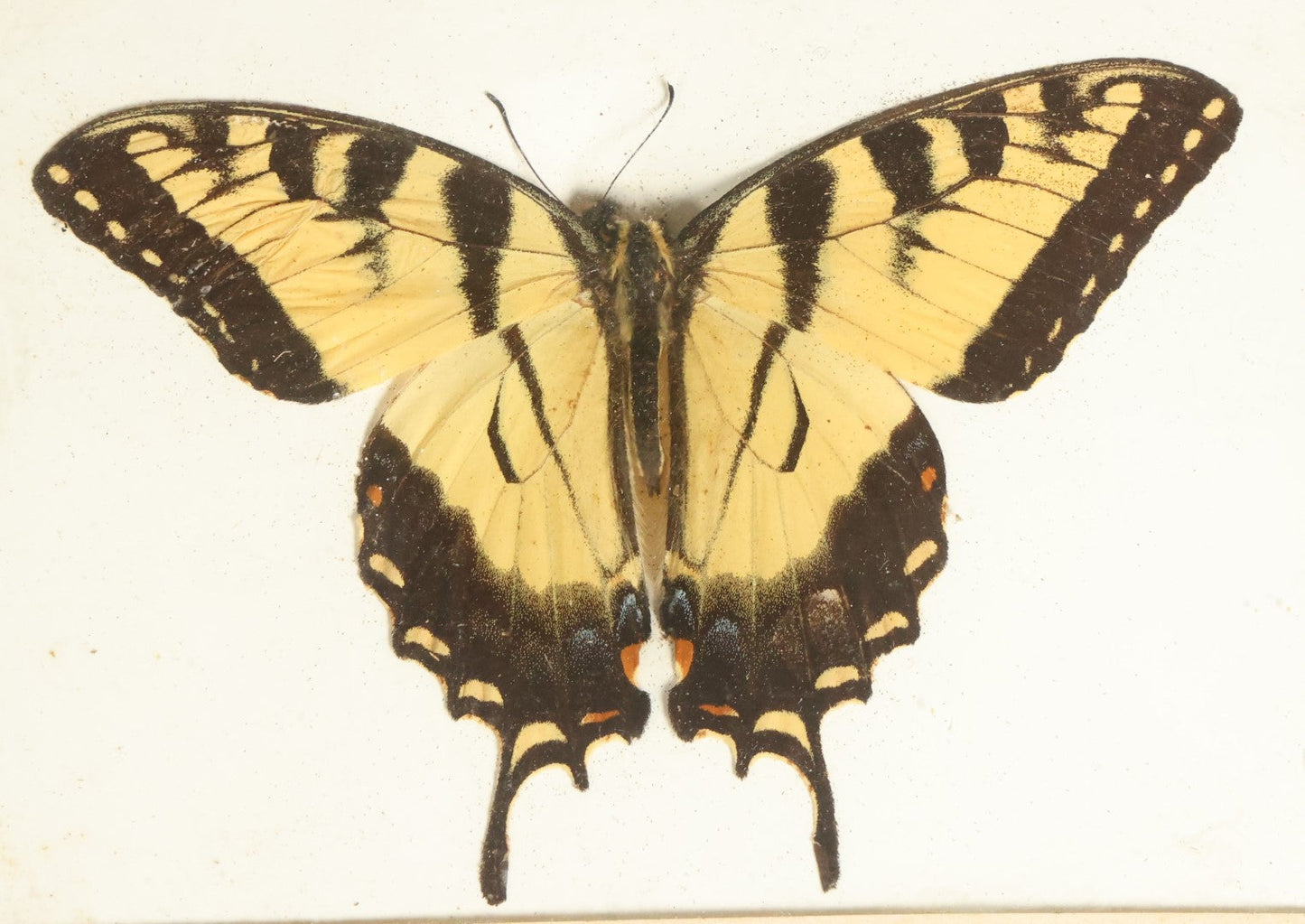 Lot 046 - Antique Papilio Glaucus "Eastern Tiger Swallowtail" Butterfly Slabbed Preparation, Denton Bros Patented Butterfly Tablet, Wellesley, Massachusetts, Copyright 1894 - 5-1/2" x 4-1/4"