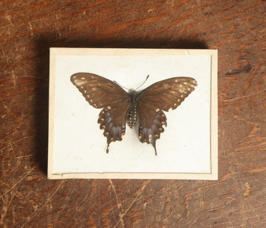 Lot 047 - Antique Papilio Joanae "Ozark Swallowtail" Butterfly Slabbed Preparation, Denton Bros Patented Butterfly Tablet, Wellesley, Massachusetts, Copyright 1894 - 4-3/8" x 3-3/8"