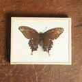 Lot 047 - Antique Papilio Joanae "Ozark Swallowtail" Butterfly Slabbed Preparation, Denton Bros Patented Butterfly Tablet, Wellesley, Massachusetts, Copyright 1894 - 4-3/8" x 3-3/8"