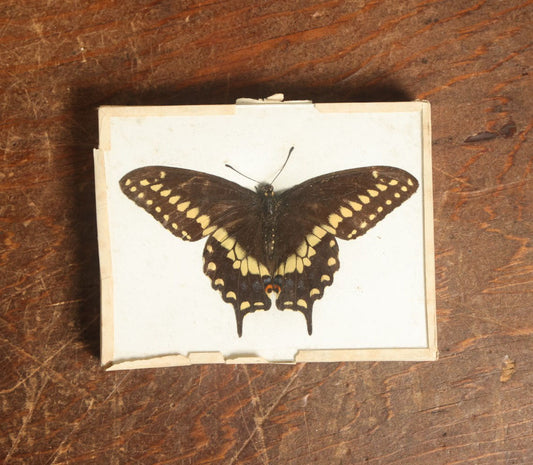 Lot 048 - Antique Papilio Polyxenes "Eastern Black Swallowtail" Butterfly Slabbed Preparation, Denton Bros Patented Butterfly Tablet, Wellesley, Massachusetts, Copyright 1894 - 4-3/8" x 3-3/8"