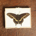 Lot 048 - Antique Papilio Polyxenes "Eastern Black Swallowtail" Butterfly Slabbed Preparation, Denton Bros Patented Butterfly Tablet, Wellesley, Massachusetts, Copyright 1894 - 4-3/8" x 3-3/8"