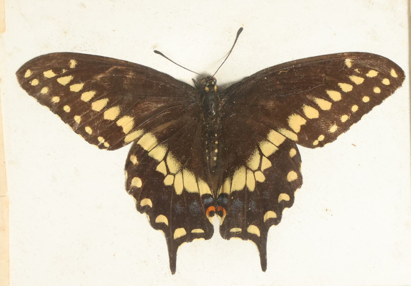 Lot 048 - Antique Papilio Polyxenes "Eastern Black Swallowtail" Butterfly Slabbed Preparation, Denton Bros Patented Butterfly Tablet, Wellesley, Massachusetts, Copyright 1894 - 4-3/8" x 3-3/8"