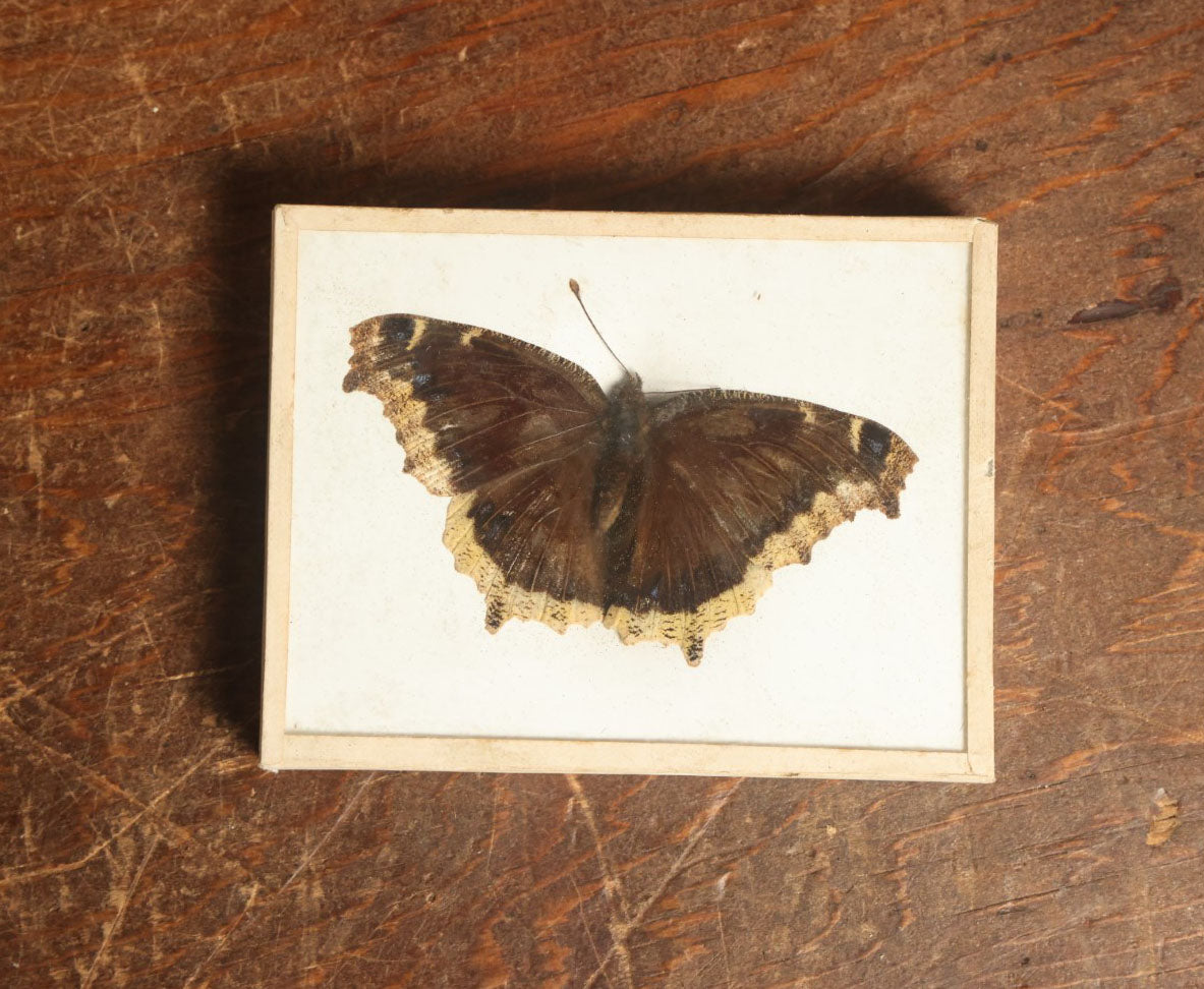 Lot 049 - Antique Nymphalis Antiopa "Mourning Cloak" Butterfly Slabbed Preparation, Denton Bros Patented Butterfly Tablet, Wellesley, Massachusetts, Copyright 1894 - 4-3/8" x 3-3/8"