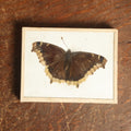 Lot 049 - Antique Nymphalis Antiopa "Mourning Cloak" Butterfly Slabbed Preparation, Denton Bros Patented Butterfly Tablet, Wellesley, Massachusetts, Copyright 1894 - 4-3/8" x 3-3/8"