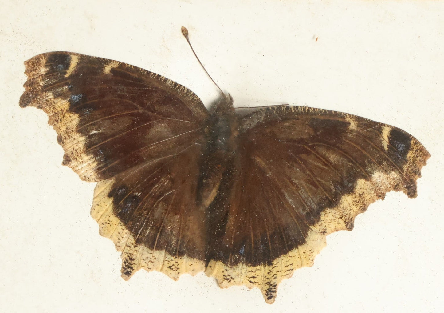 Lot 049 - Antique Nymphalis Antiopa "Mourning Cloak" Butterfly Slabbed Preparation, Denton Bros Patented Butterfly Tablet, Wellesley, Massachusetts, Copyright 1894 - 4-3/8" x 3-3/8"