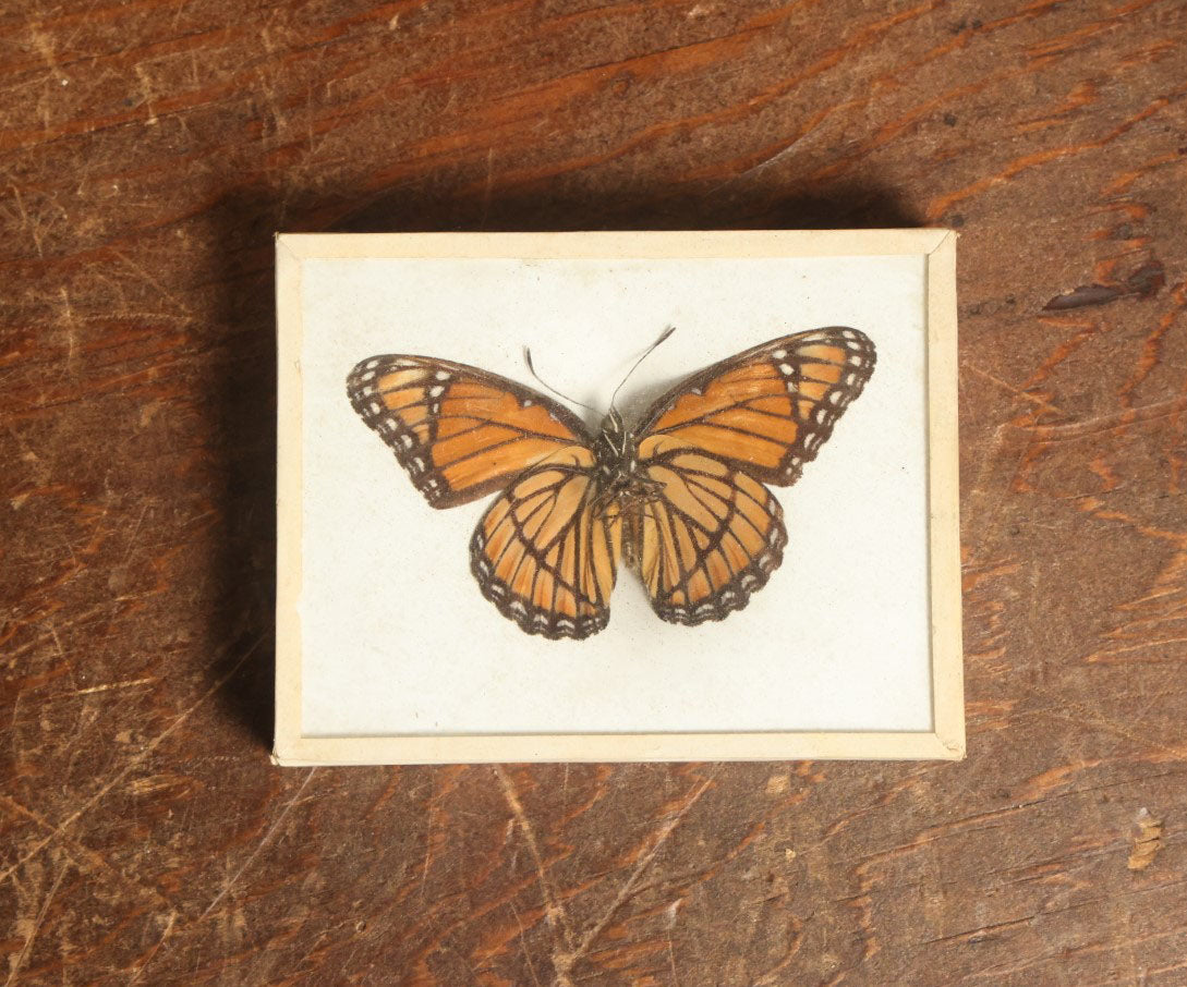 Lot 050 - Antique Limenitis Archippus "Viceroy" Butterfly Slabbed Preparation, Denton Bros Patented Butterfly Tablet, Wellesley, Massachusetts, Copyright 1894 - 3-3/4" x 3"