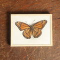 Lot 050 - Antique Limenitis Archippus "Viceroy" Butterfly Slabbed Preparation, Denton Bros Patented Butterfly Tablet, Wellesley, Massachusetts, Copyright 1894 - 3-3/4" x 3"