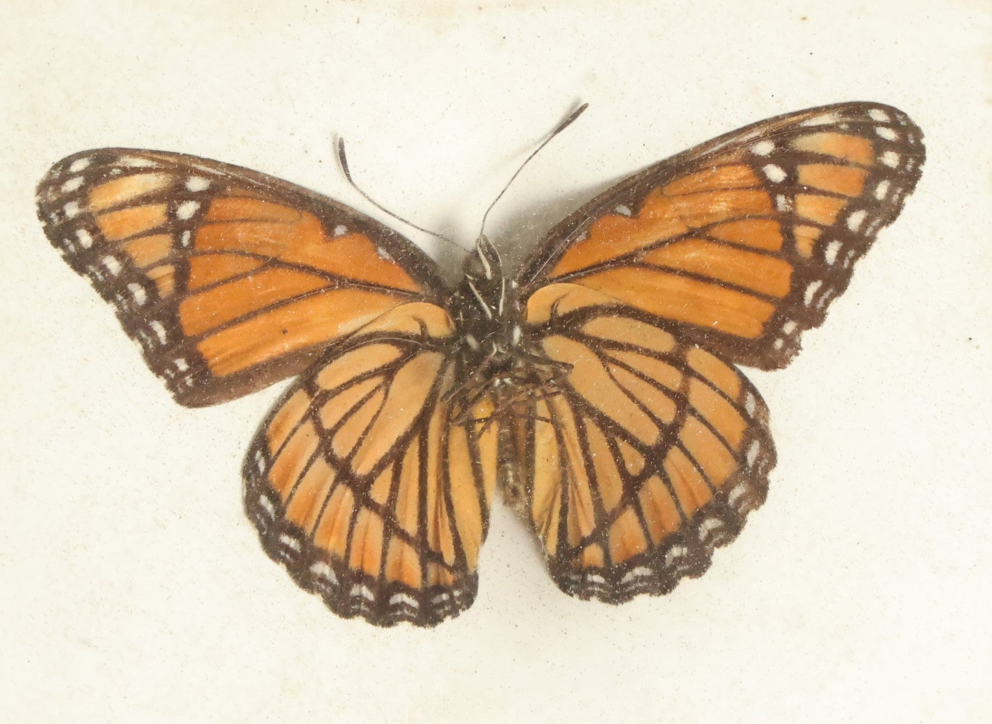 Lot 050 - Antique Limenitis Archippus "Viceroy" Butterfly Slabbed Preparation, Denton Bros Patented Butterfly Tablet, Wellesley, Massachusetts, Copyright 1894 - 3-3/4" x 3"