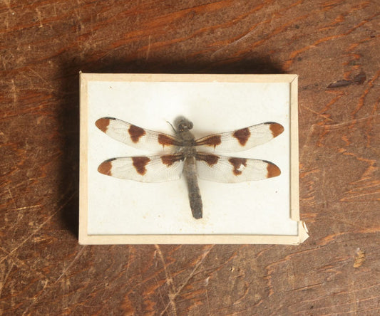 Lot 051 - Antique Libellula Pulchella "Twelve-Spotted Skimmer" Dragonfly Slabbed Preparation, Denton Bros Patented Butterfly Tablet, Wellesley, Massachusetts, Copyright 1894 - 3-3/4" x 3"