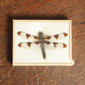 Lot 051 - Antique Libellula Pulchella "Twelve-Spotted Skimmer" Dragonfly Slabbed Preparation, Denton Bros Patented Butterfly Tablet, Wellesley, Massachusetts, Copyright 1894 - 3-3/4" x 3"