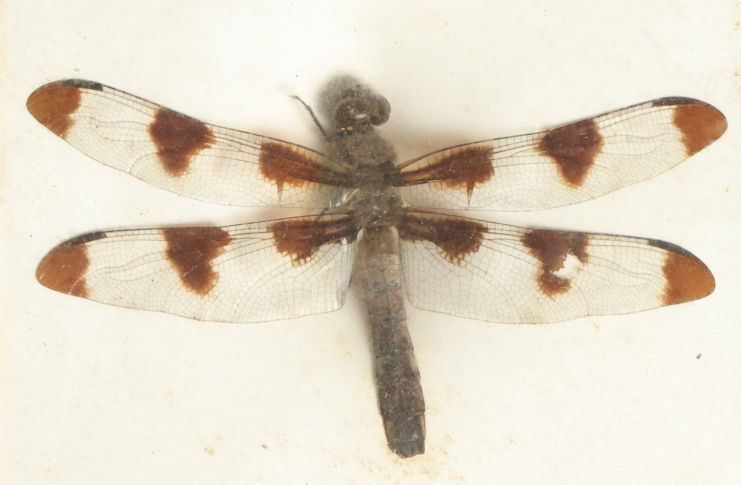 Lot 051 - Antique Libellula Pulchella "Twelve-Spotted Skimmer" Dragonfly Slabbed Preparation, Denton Bros Patented Butterfly Tablet, Wellesley, Massachusetts, Copyright 1894 - 3-3/4" x 3"