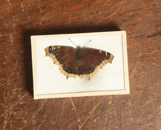 Lot 052 - Antique Nymphalis Antiopa "Mourning Cloak" Butterfly Slabbed Preparation, Denton Bros Patented Butterfly Tablet, Wellesley, Massachusetts, Copyright 1894 - 3-3/4" x 2-1/2"