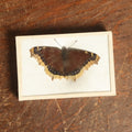Lot 052 - Antique Nymphalis Antiopa "Mourning Cloak" Butterfly Slabbed Preparation, Denton Bros Patented Butterfly Tablet, Wellesley, Massachusetts, Copyright 1894 - 3-3/4" x 2-1/2"