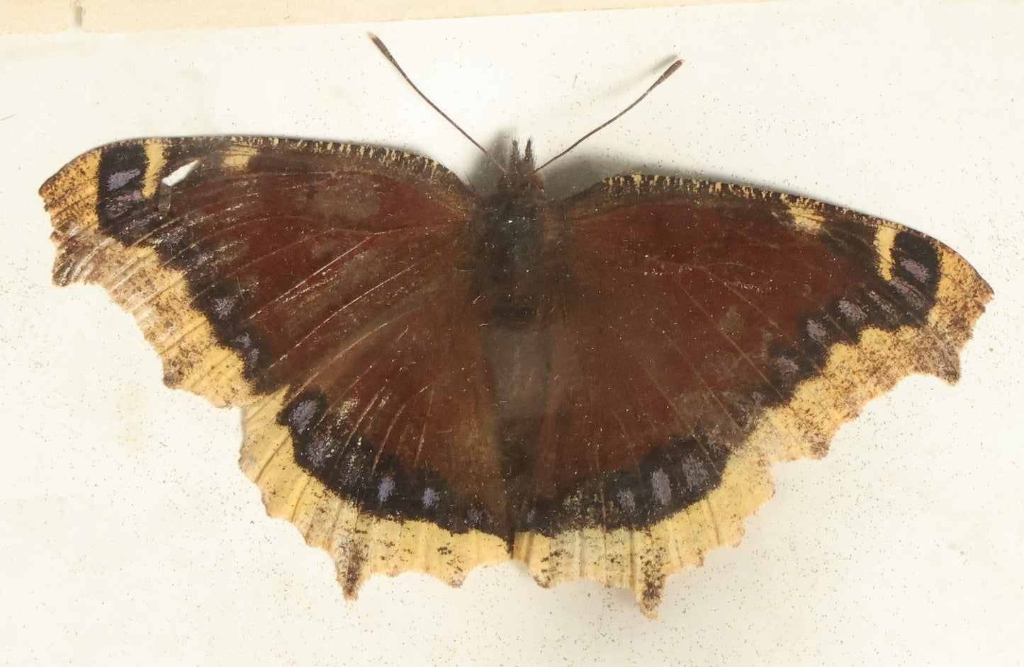 Lot 052 - Antique Nymphalis Antiopa "Mourning Cloak" Butterfly Slabbed Preparation, Denton Bros Patented Butterfly Tablet, Wellesley, Massachusetts, Copyright 1894 - 3-3/4" x 2-1/2"