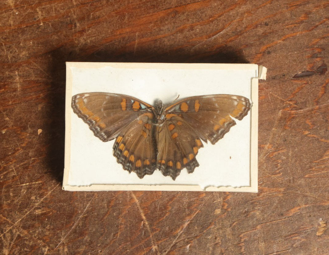 Lot 053 - Antique Limenitis Arthemis "Red-Spotted Purple" Butterfly Slabbed Preparation, Denton Bros Patented Butterfly Tablet, Wellesley, Massachusetts, Copyright 1894 - 3-3/4" x 2-1/2"