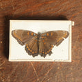 Lot 053 - Antique Limenitis Arthemis "Red-Spotted Purple" Butterfly Slabbed Preparation, Denton Bros Patented Butterfly Tablet, Wellesley, Massachusetts, Copyright 1894 - 3-3/4" x 2-1/2"