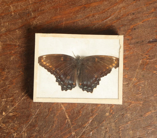 Lot 054 - Antique Limenitis Arthemis "Red-Spotted Purple" Butterfly Slabbed Preparation, Denton Bros Patented Butterfly Tablet, Wellesley, Massachusetts, Copyright 1894 - 3-1/4" x 2-1/2"