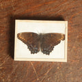 Lot 054 - Antique Limenitis Arthemis "Red-Spotted Purple" Butterfly Slabbed Preparation, Denton Bros Patented Butterfly Tablet, Wellesley, Massachusetts, Copyright 1894 - 3-1/4" x 2-1/2"