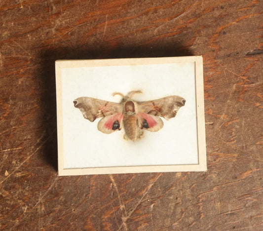 Lot 055 - Antique Smerinthus Jamaicensis "Twin-Spotted Sphinx" Moth Slabbed Preparation, Denton Bros Patented Butterfly Tablet, Wellesley, Massachusetts, Copyright 1894 - 3-1/4" x 2-1/2"