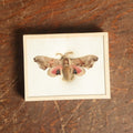 Lot 055 - Antique Smerinthus Jamaicensis "Twin-Spotted Sphinx" Moth Slabbed Preparation, Denton Bros Patented Butterfly Tablet, Wellesley, Massachusetts, Copyright 1894 - 3-1/4" x 2-1/2"