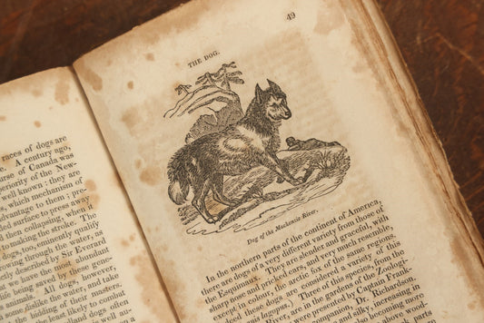 Lot 027 - "The Menageries: Quadrupeds" Antique Paperback Book Containing Numerous Illustrations Of Dogs, Wolves, Lions, Etc, Published In Boston, 1830