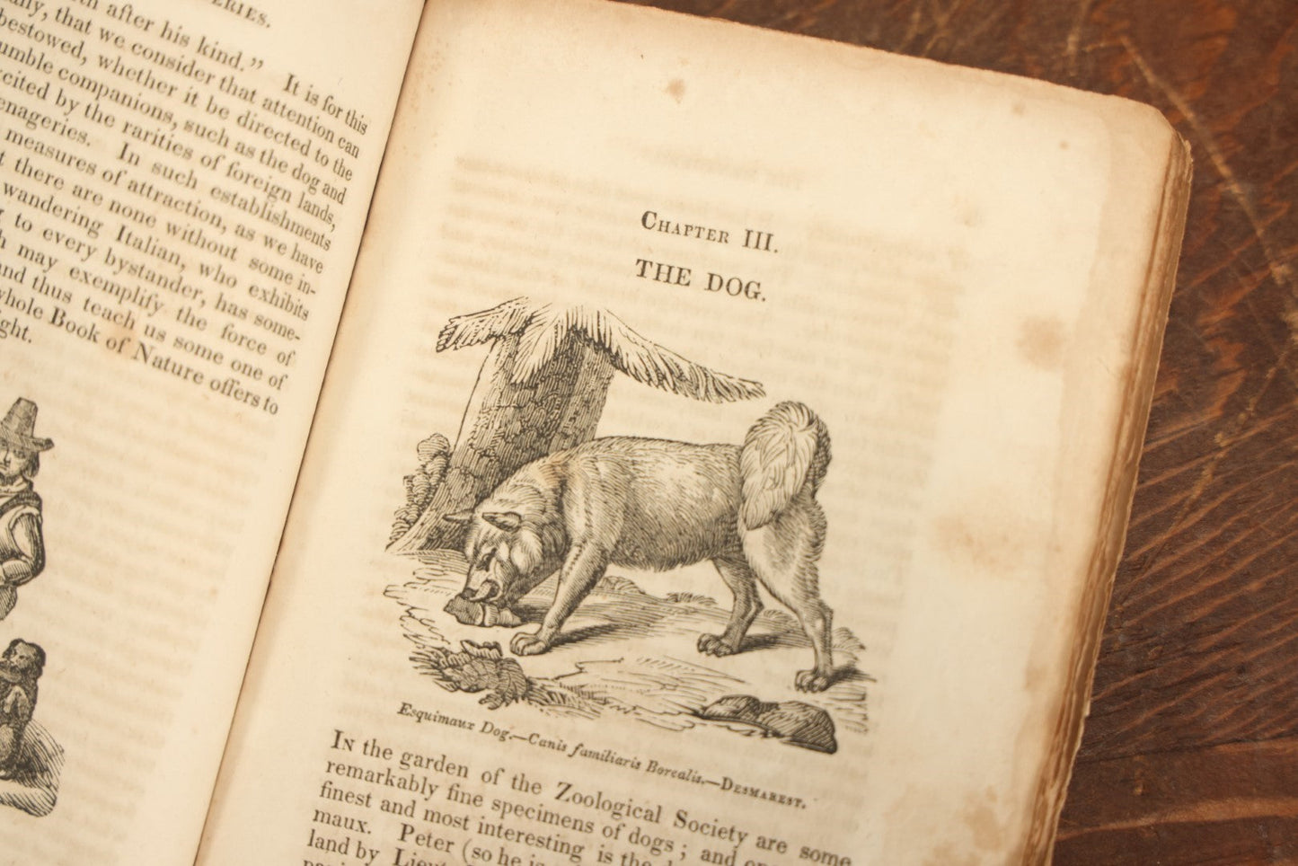 Lot 027 - "The Menageries: Quadrupeds" Antique Paperback Book Containing Numerous Illustrations Of Dogs, Wolves, Lions, Etc, Published In Boston, 1830