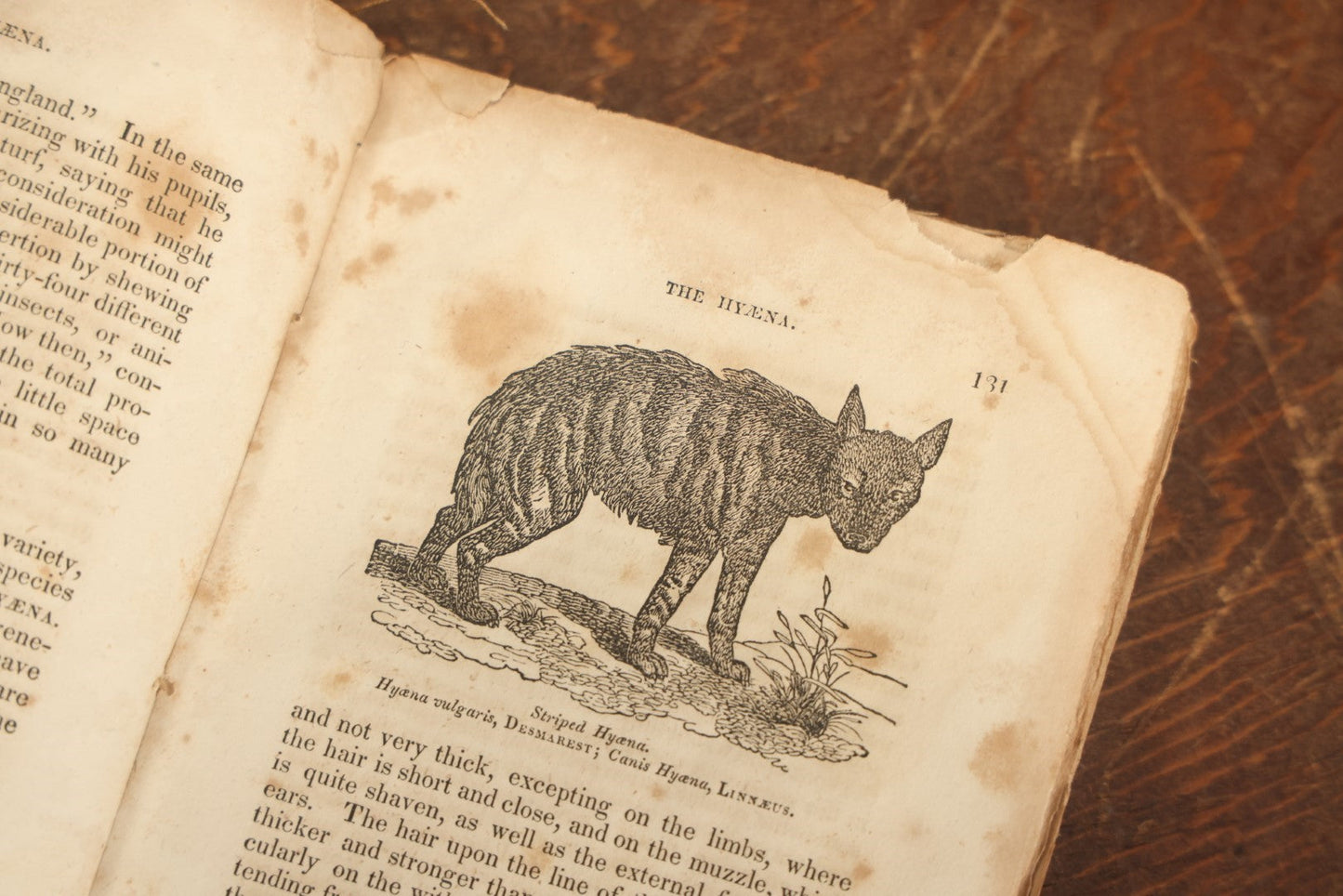 Lot 027 - "The Menageries: Quadrupeds" Antique Paperback Book Containing Numerous Illustrations Of Dogs, Wolves, Lions, Etc, Published In Boston, 1830