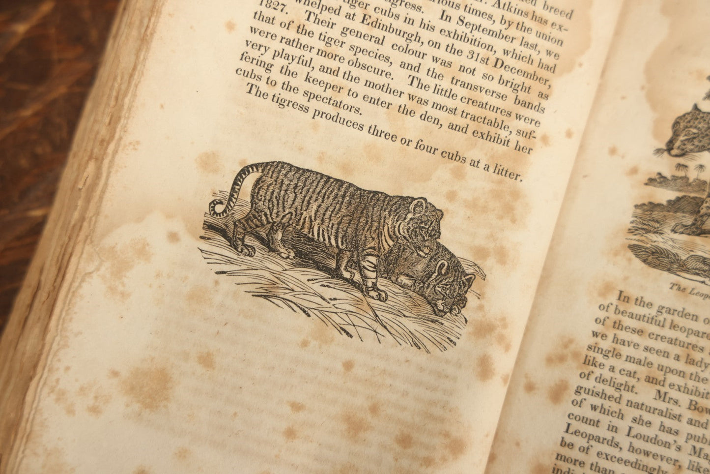 Lot 027 - "The Menageries: Quadrupeds" Antique Paperback Book Containing Numerous Illustrations Of Dogs, Wolves, Lions, Etc, Published In Boston, 1830