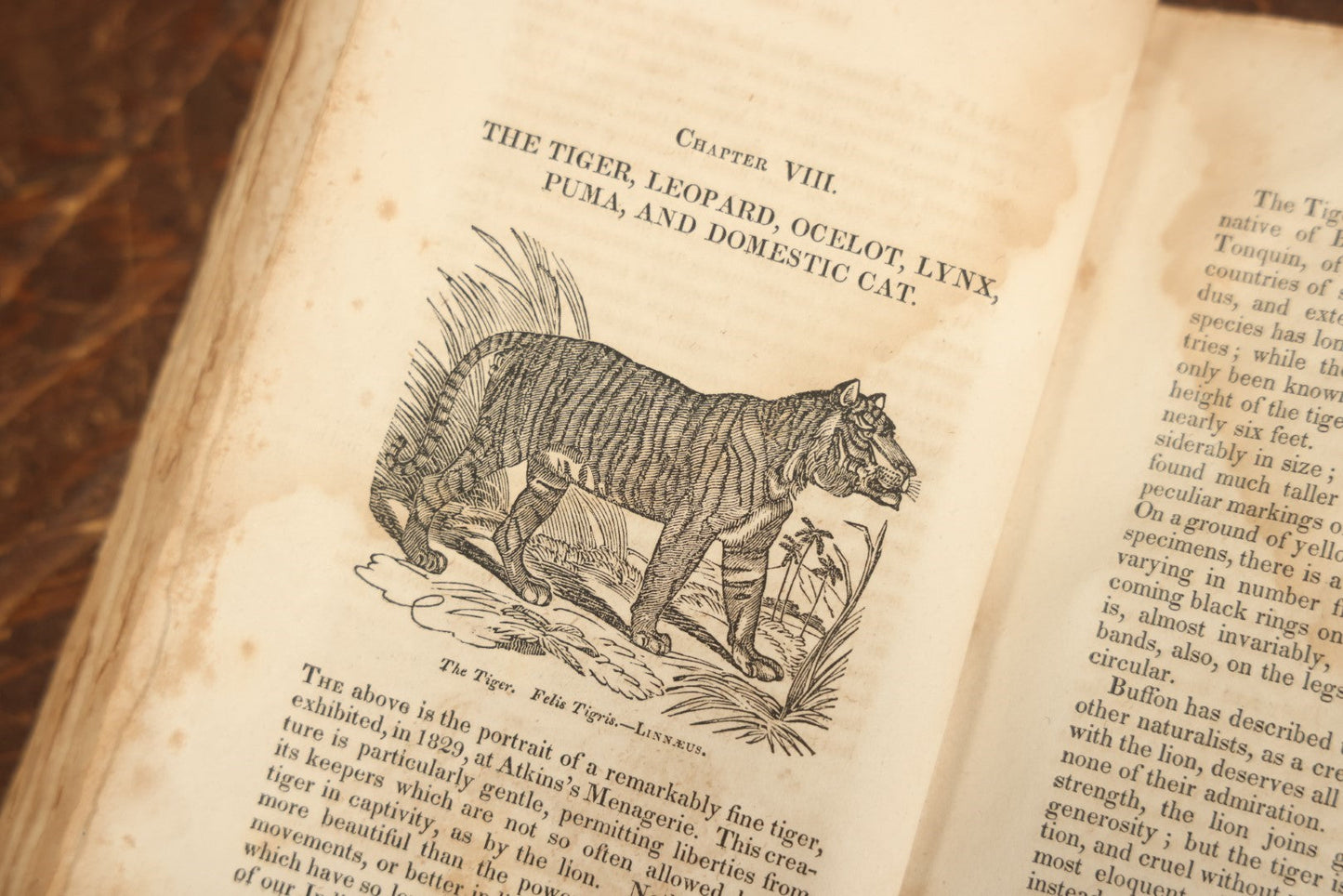 Lot 027 - "The Menageries: Quadrupeds" Antique Paperback Book Containing Numerous Illustrations Of Dogs, Wolves, Lions, Etc, Published In Boston, 1830