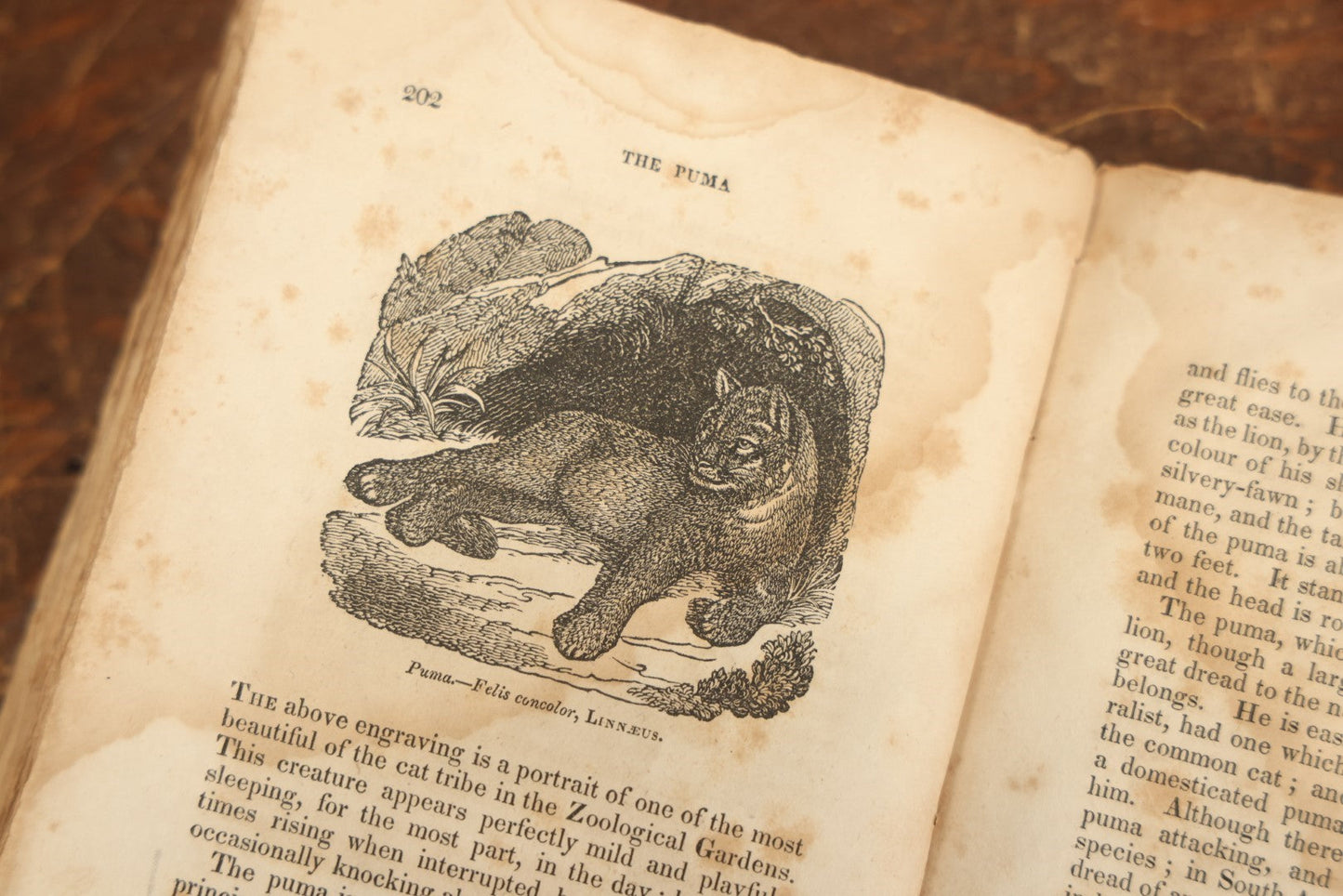 Lot 027 - "The Menageries: Quadrupeds" Antique Paperback Book Containing Numerous Illustrations Of Dogs, Wolves, Lions, Etc, Published In Boston, 1830