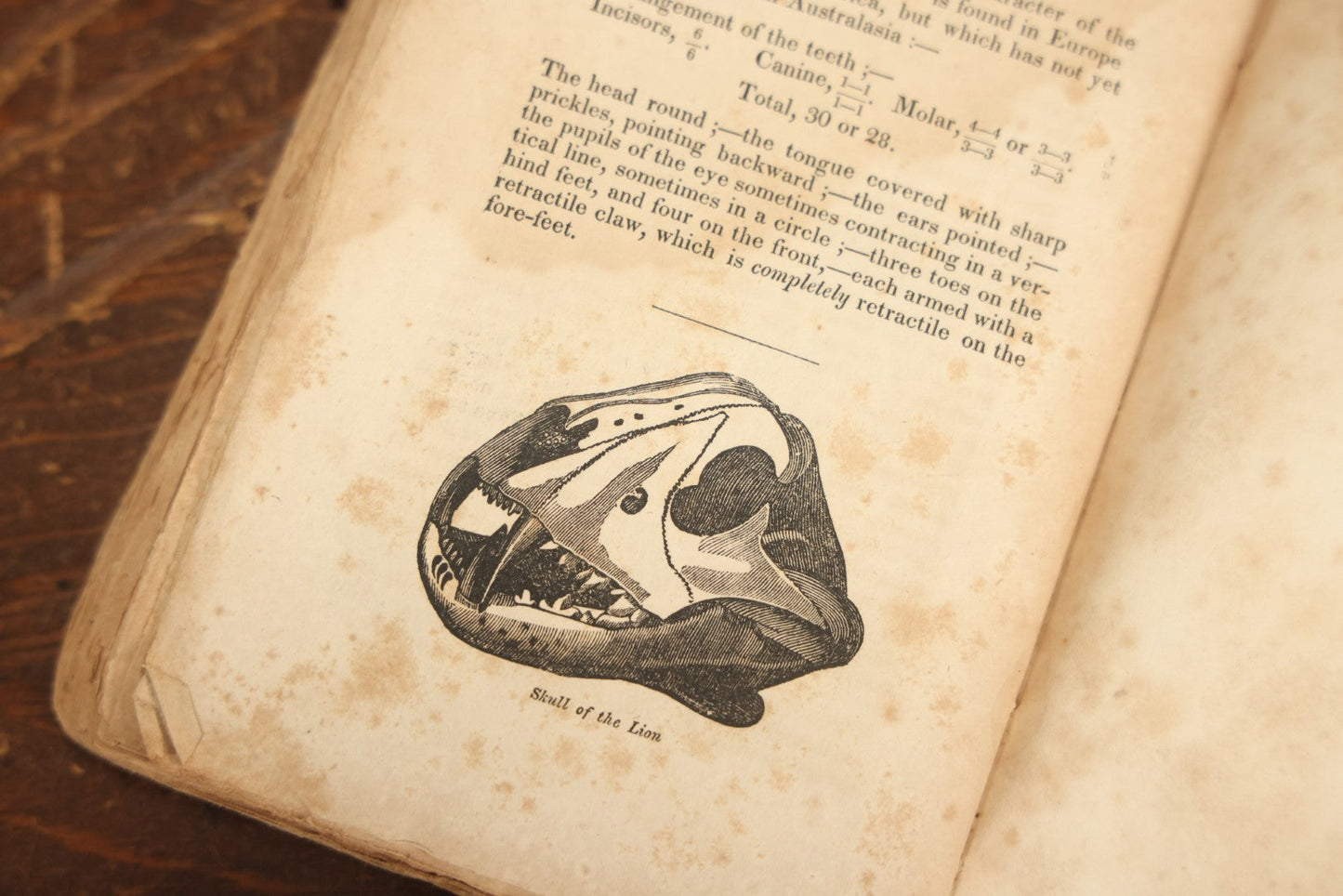 Lot 027 - "The Menageries: Quadrupeds" Antique Paperback Book Containing Numerous Illustrations Of Dogs, Wolves, Lions, Etc, Published In Boston, 1830