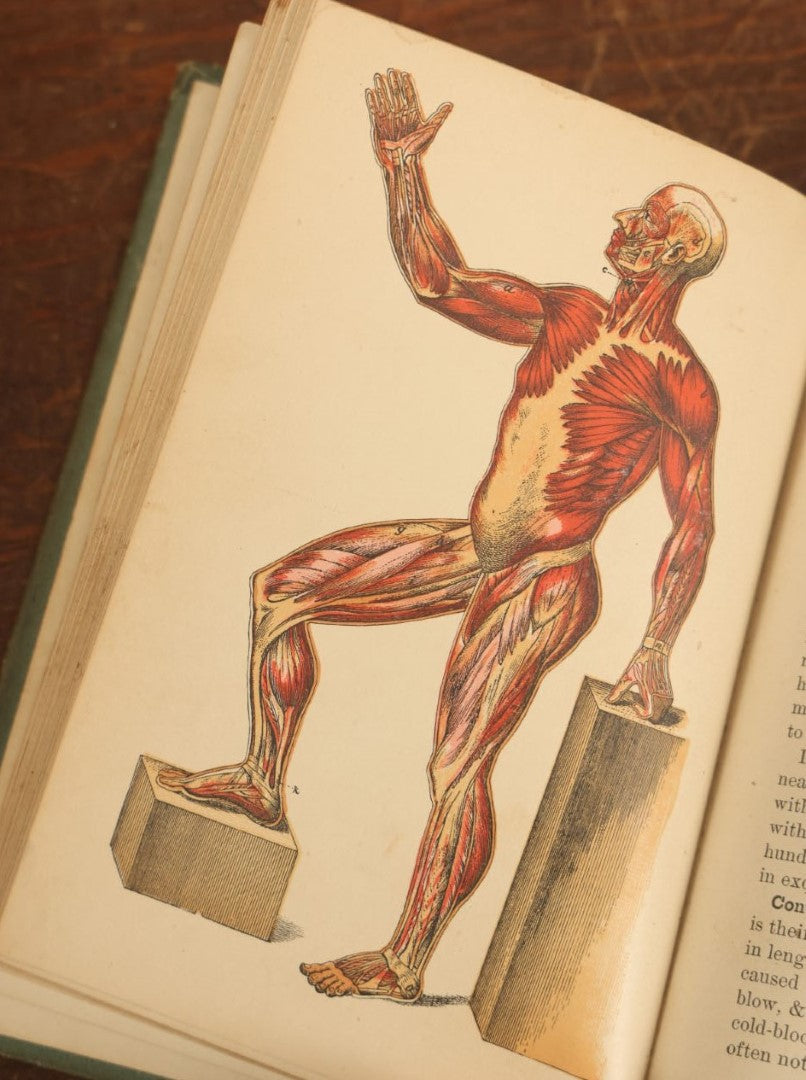 Lot 028 - "Hygienic Physiology" Antique Anatomy And Medicine Book With Many Illustrations, Full Color Plates, By Joel Dorman Steele, P.H.D., 1886