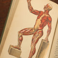 Lot 028 - "Hygienic Physiology" Antique Anatomy And Medicine Book With Many Illustrations, Full Color Plates, By Joel Dorman Steele, P.H.D., 1886