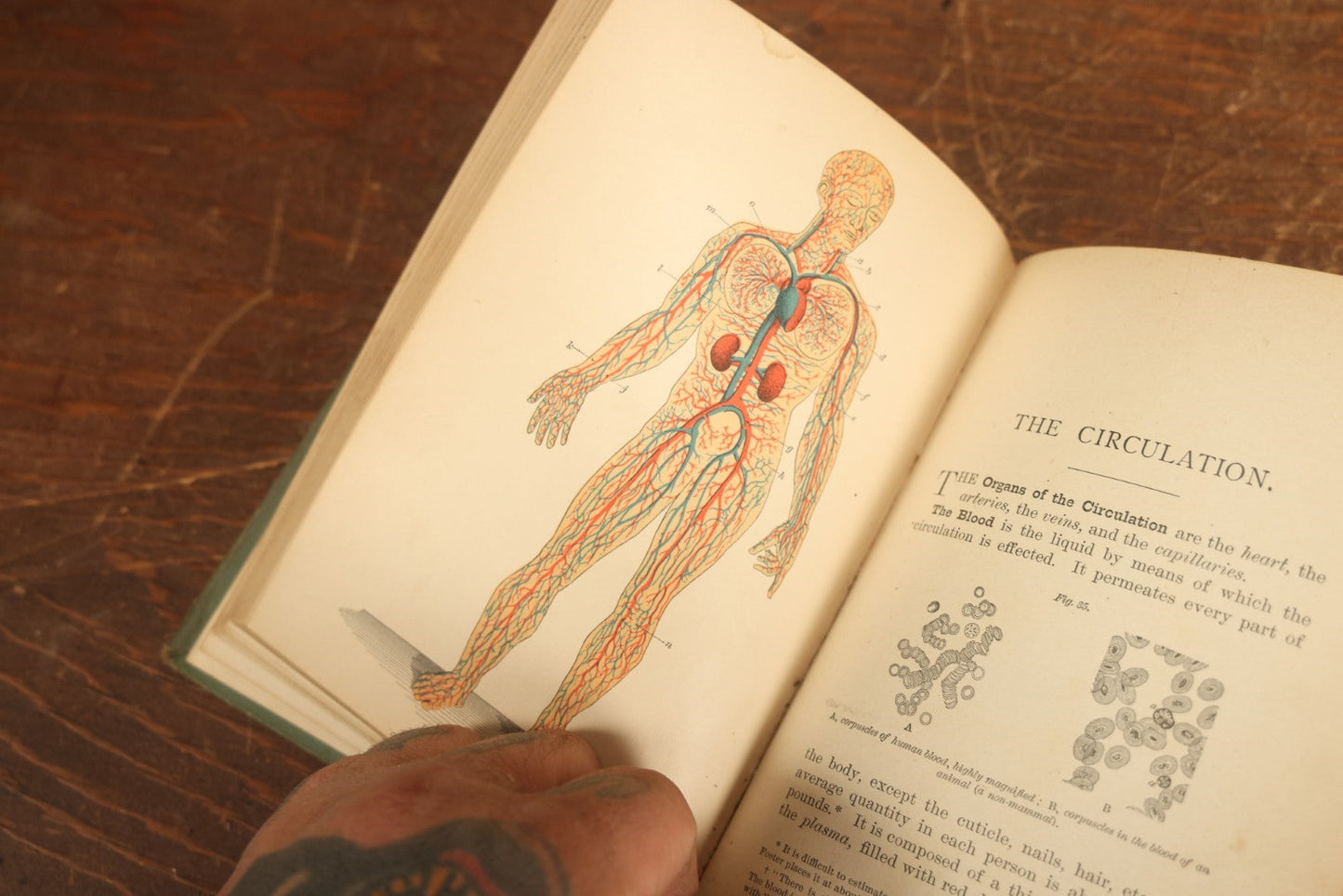 Lot 028 - "Hygienic Physiology" Antique Anatomy And Medicine Book With Many Illustrations, Full Color Plates, By Joel Dorman Steele, P.H.D., 1886