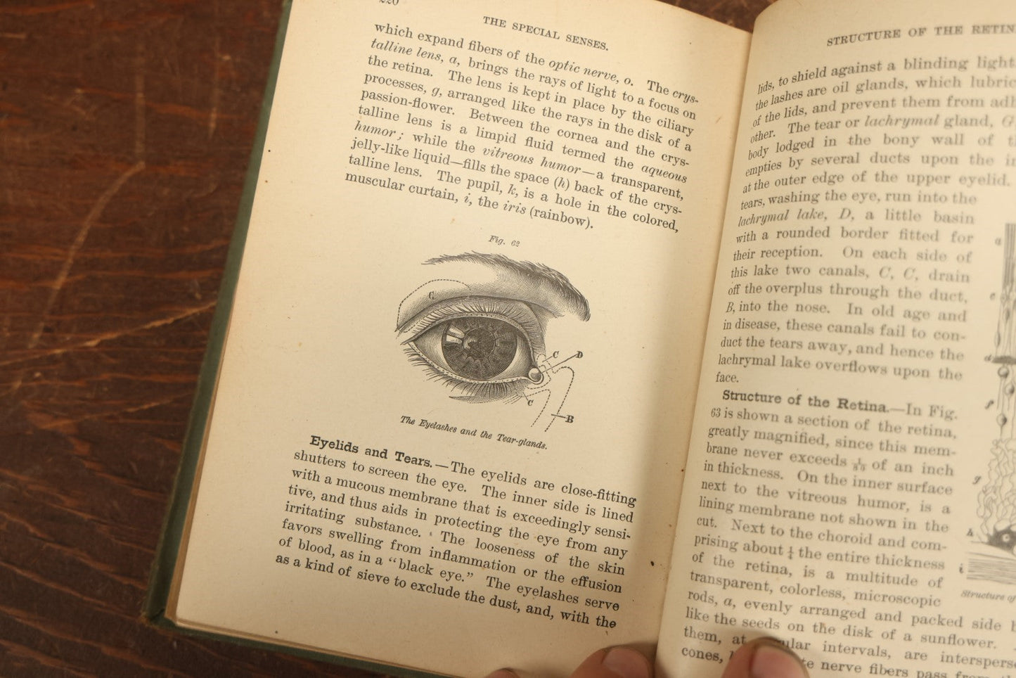 Lot 028 - "Hygienic Physiology" Antique Anatomy And Medicine Book With Many Illustrations, Full Color Plates, By Joel Dorman Steele, P.H.D., 1886