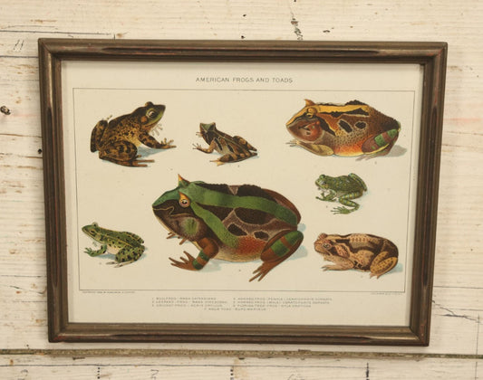 Lot 030 - American Frogs And Toads Antique Framed Book Plate Lithograph, Copyright 1902 By Dodd, Mead, & Company, Lithographed By Julius Bien & Co., New York