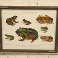 Lot 030 - American Frogs And Toads Antique Framed Book Plate Lithograph, Copyright 1902 By Dodd, Mead, & Company, Lithographed By Julius Bien & Co., New York