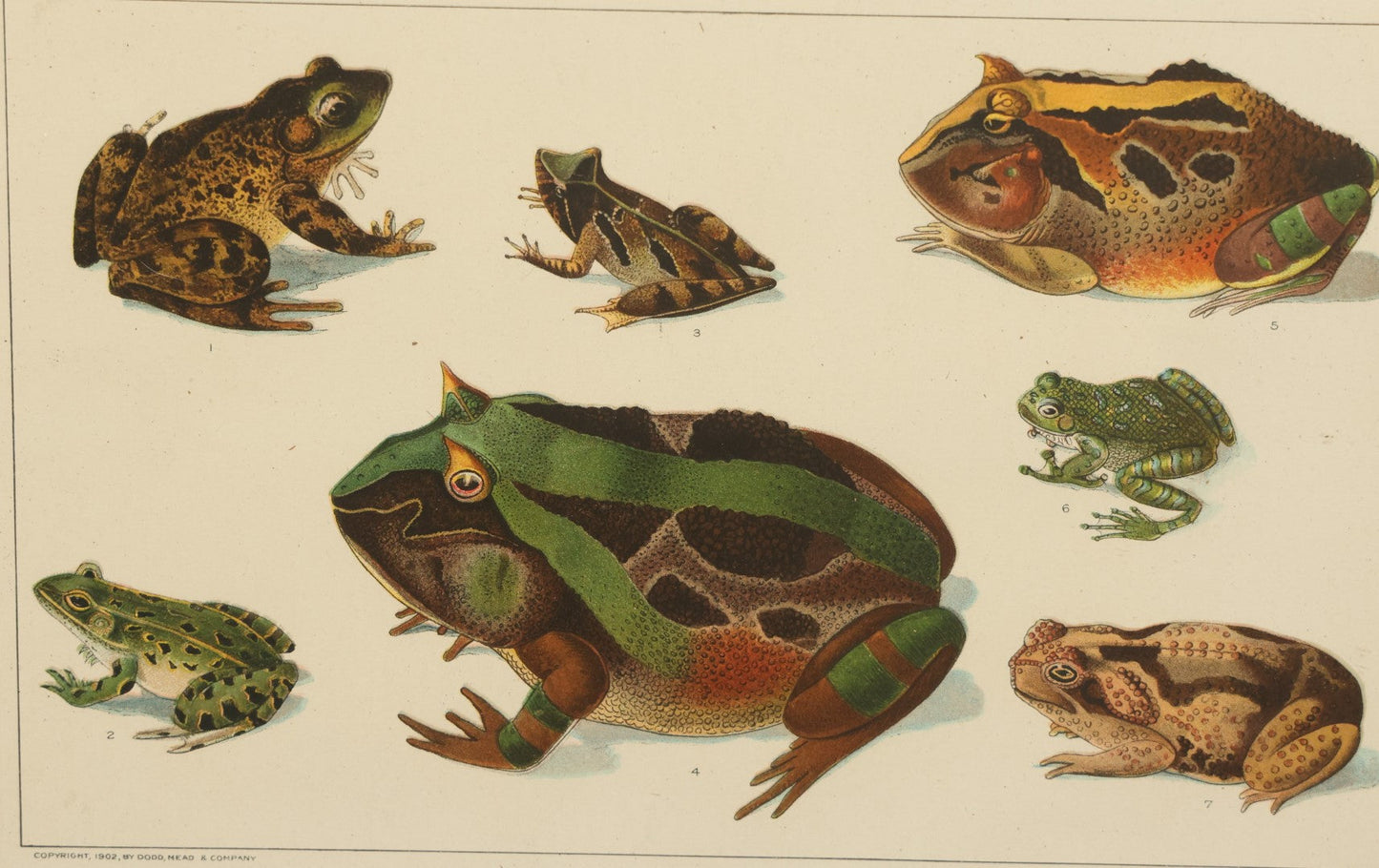 Lot 030 - American Frogs And Toads Antique Framed Book Plate Lithograph, Copyright 1902 By Dodd, Mead, & Company, Lithographed By Julius Bien & Co., New York