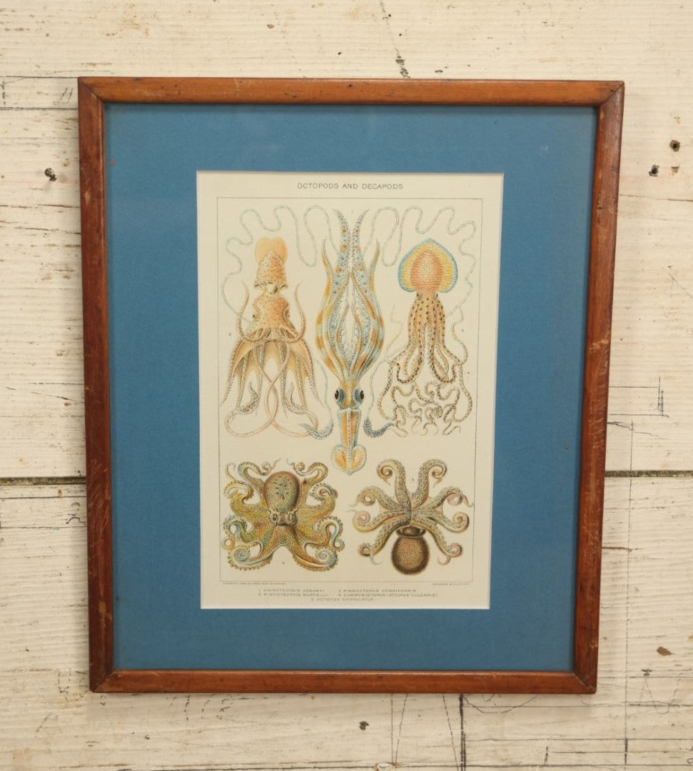 Lot 031 - Octopods And Decapods Antique Framed Book Plate Lithograph, Copyright 1902 By Dodd, Mead, & Company, Lithographed By Julius Bien & Co., New York