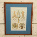 Lot 031 - Octopods And Decapods Antique Framed Book Plate Lithograph, Copyright 1902 By Dodd, Mead, & Company, Lithographed By Julius Bien & Co., New York