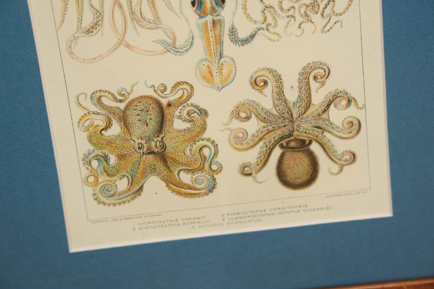 Lot 031 - Octopods And Decapods Antique Framed Book Plate Lithograph, Copyright 1902 By Dodd, Mead, & Company, Lithographed By Julius Bien & Co., New York