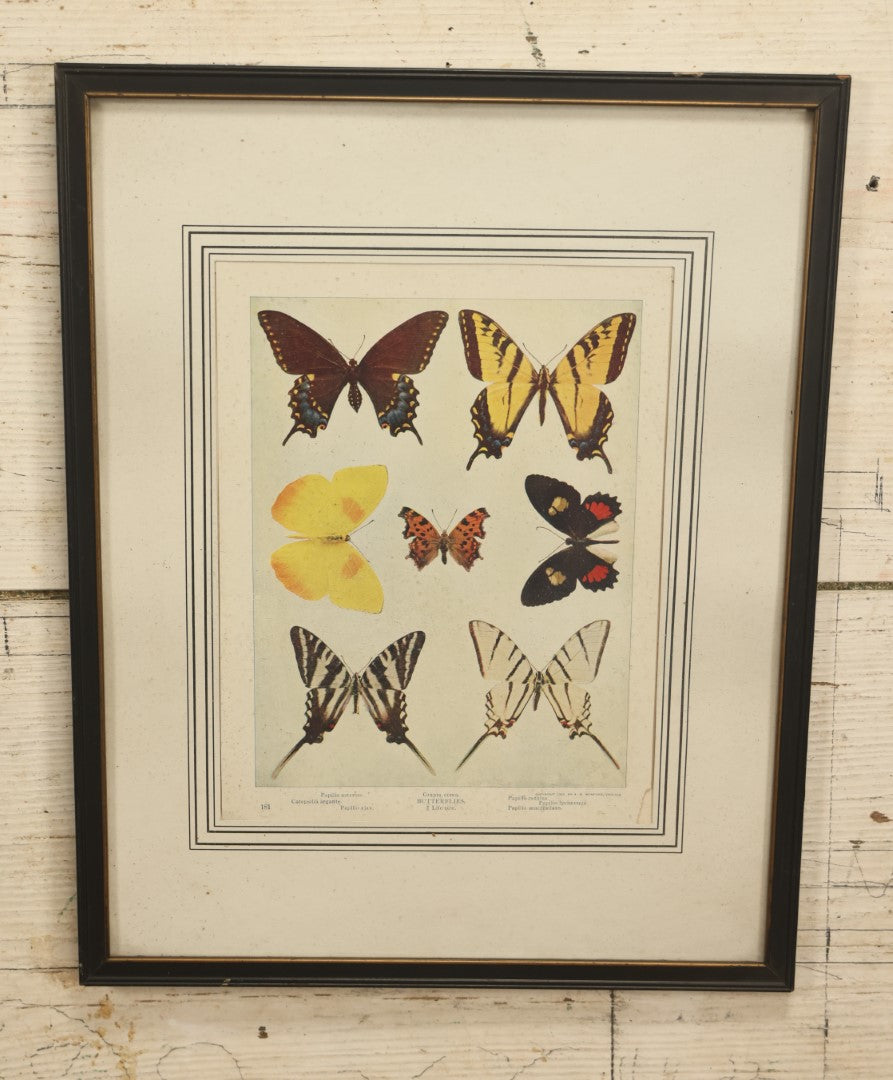 Lot 032 - Butterflies Antique Framed Book Plate Lithograph, Copyright 1900 By A.W. Mumford, Chicago, With Partial Movie Poster Backing Board