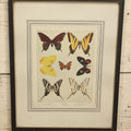 Lot 032 - Butterflies Antique Framed Book Plate Lithograph, Copyright 1900 By A.W. Mumford, Chicago, With Partial Movie Poster Backing Board